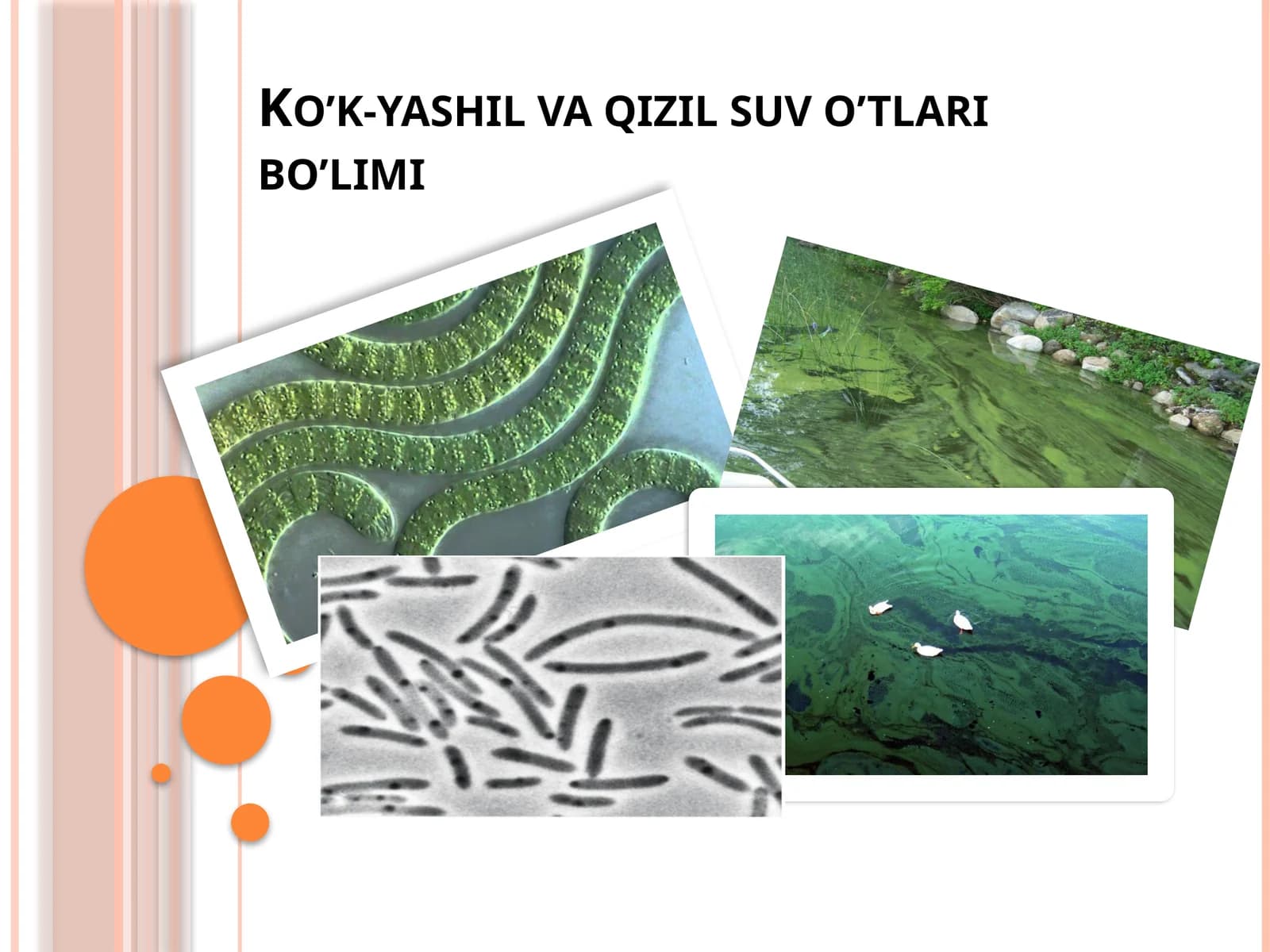 Ko’k-yashil suv  o’tlar