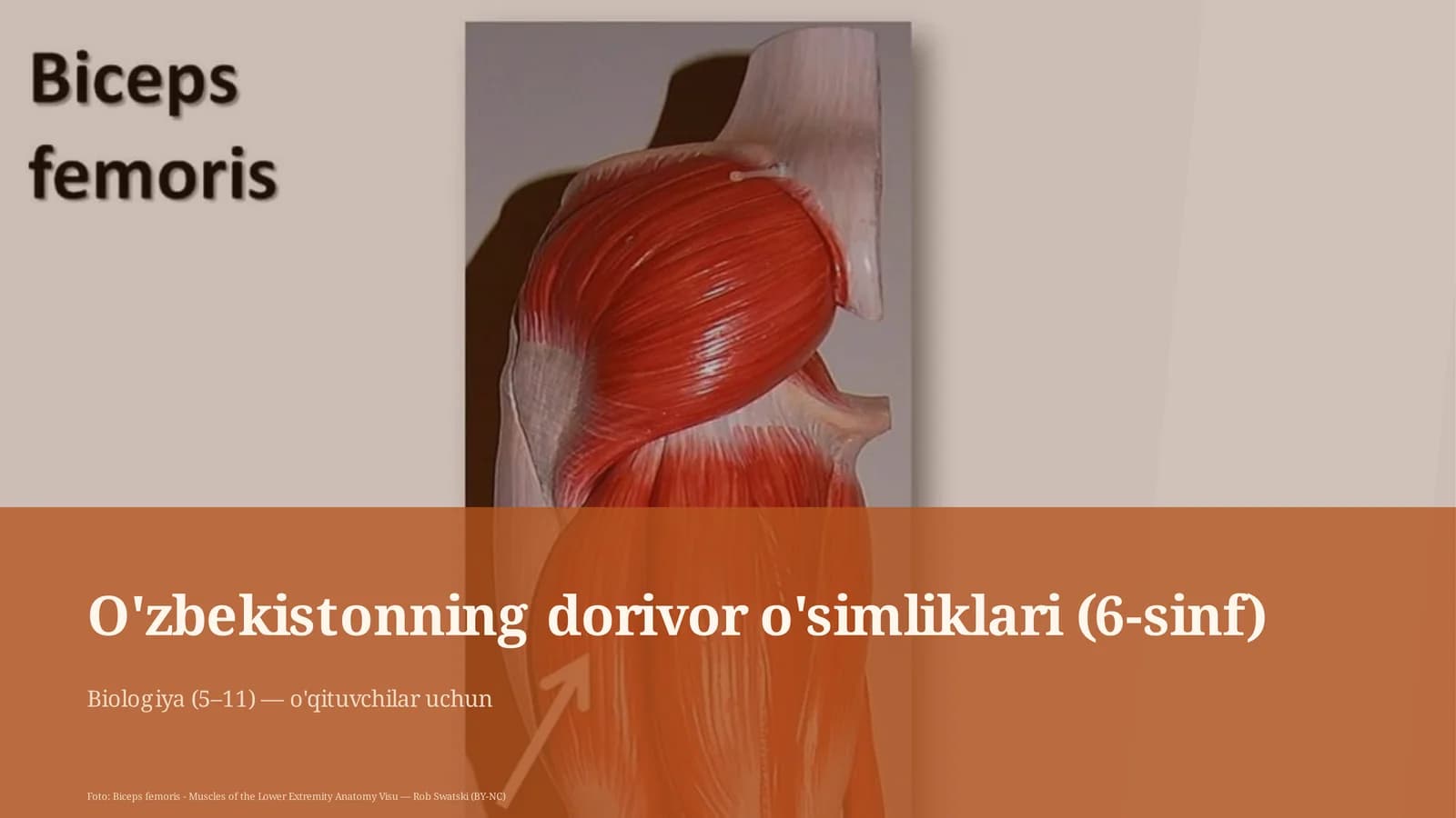 O'zbekistonning dorivor o'simliklari (6-sinf)