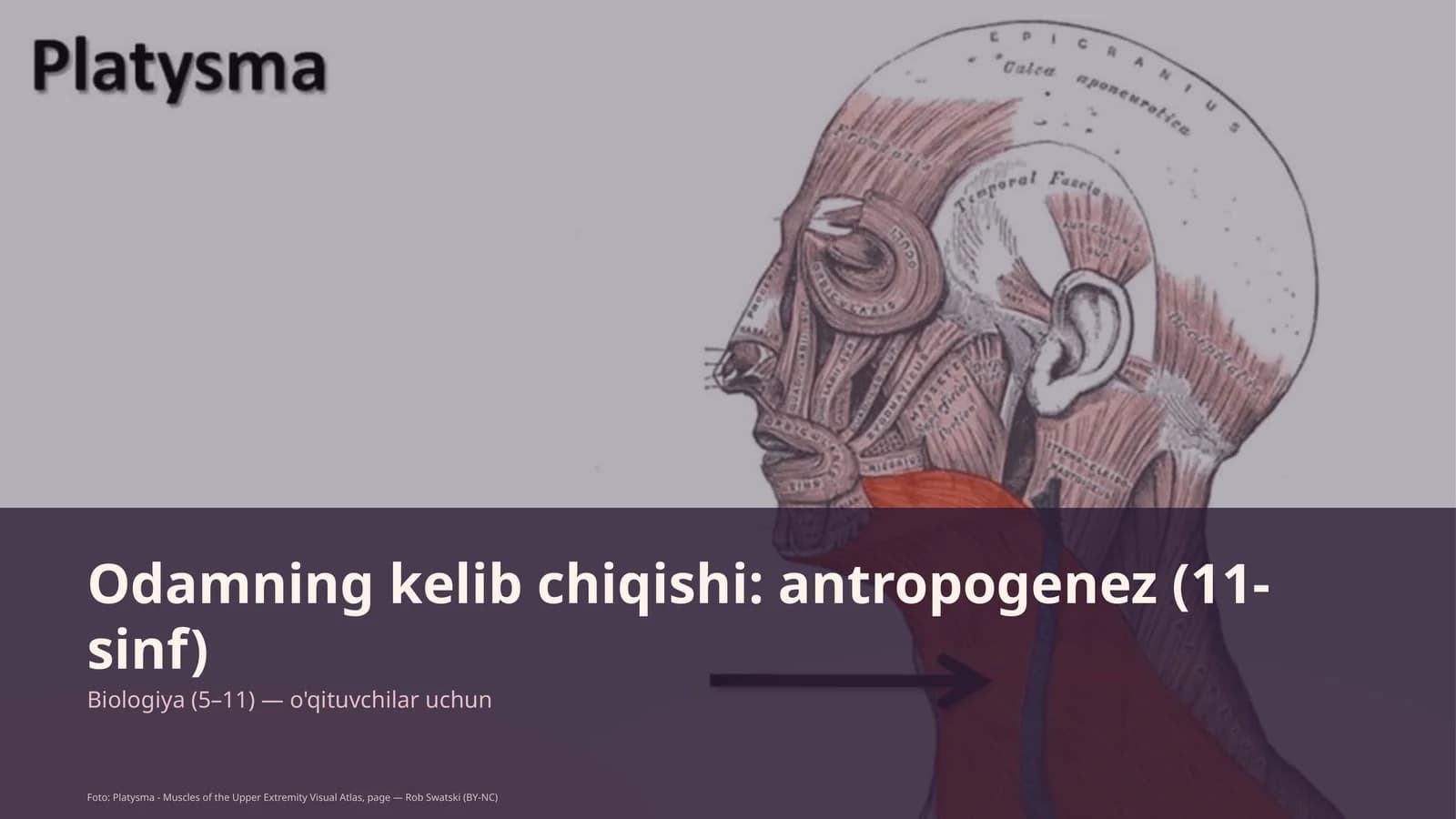 Odamning kelib chiqishi: antropogenez (11-sinf)