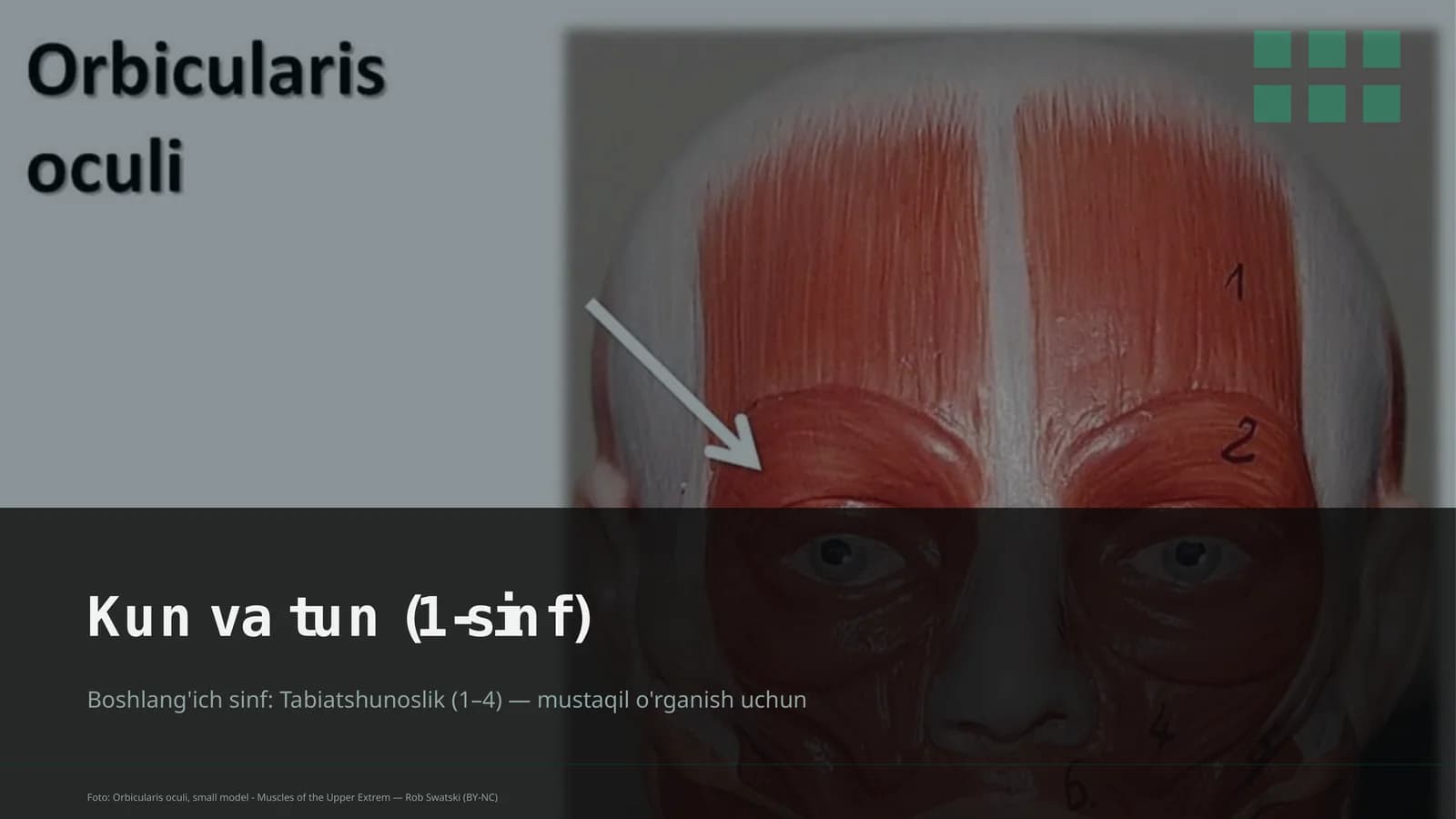 Kun va tun (1-sinf)