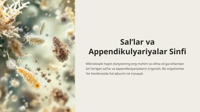 Sal’lar va Appendikulyariyalar Sinfi
