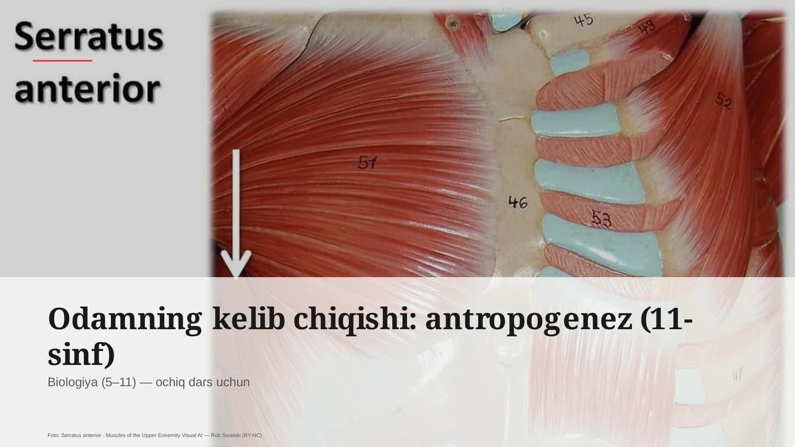 Odamning kelib chiqishi: antropogenez (11-sinf)