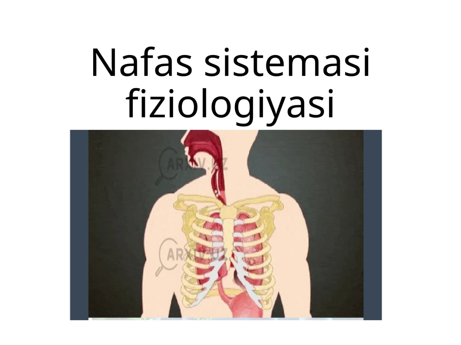Nafassistemasifiziologiyasi