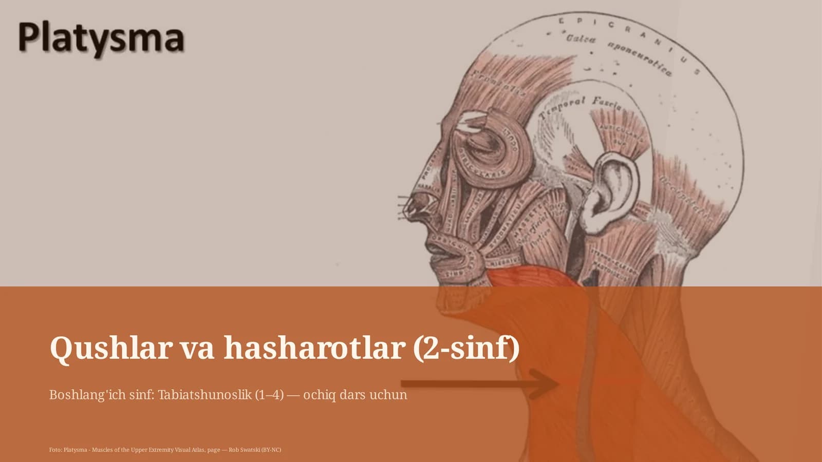 Qushlar va hasharotlar (2-sinf)