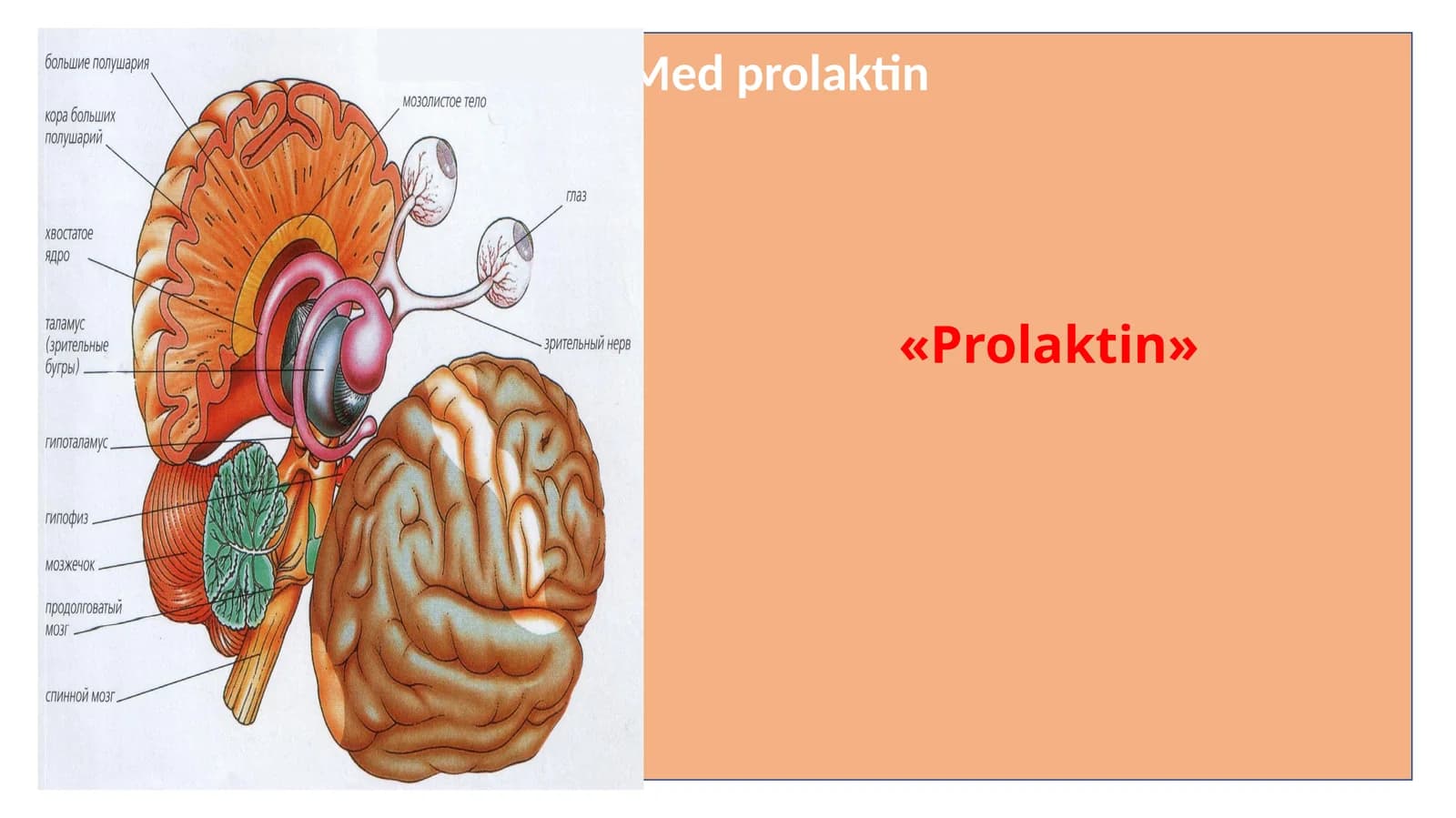 Prolaktin gormoni va uning funksiyalari