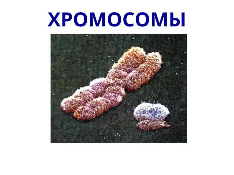 Xromosomalarning tuzulishi