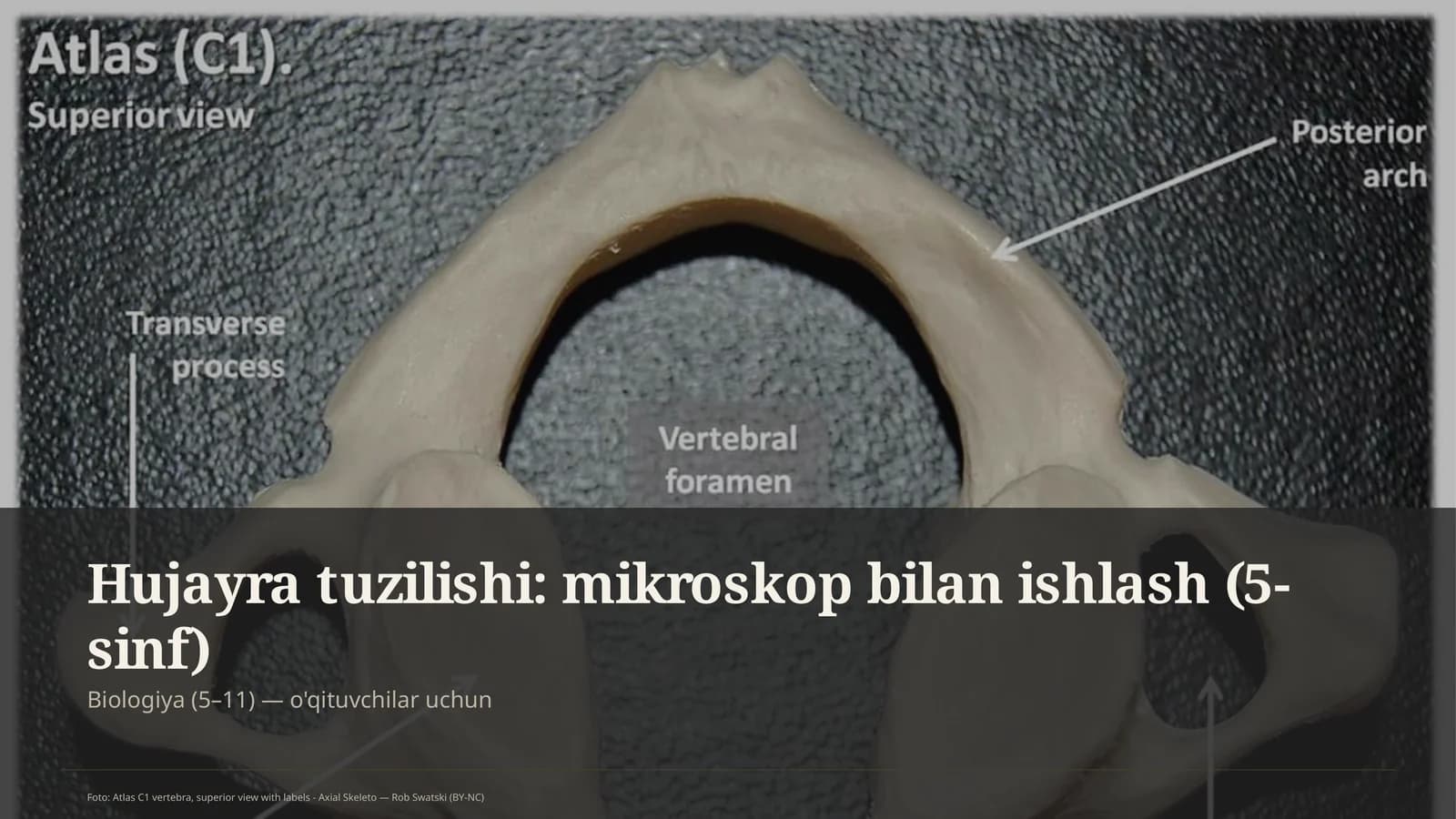 Hujayra tuzilishi: mikroskop bilan ishlash (5-sinf)