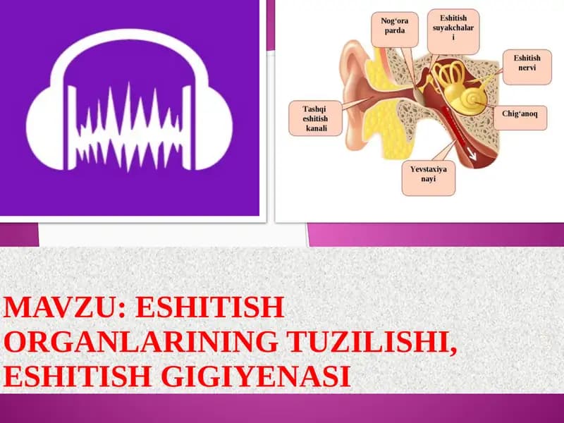 Eshitish organlarining tuzilishi, eshitish gigiyenasi