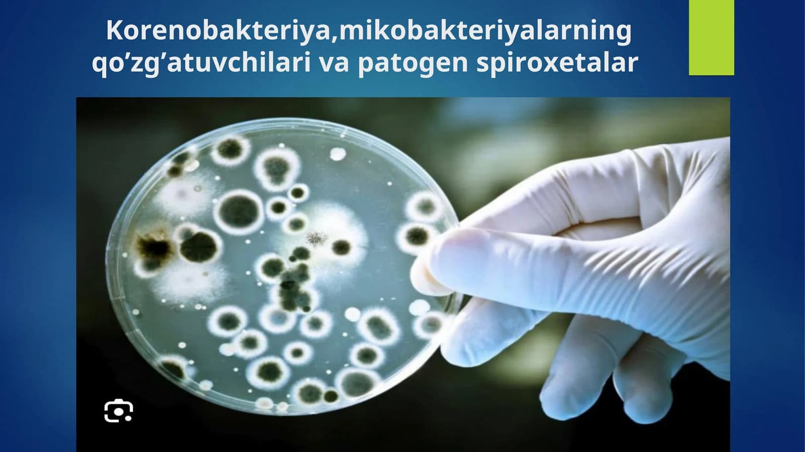 Korenobakteriya,mikobakteriyalarning qo’zg’atuvchilari va patogen spiroxetalar
