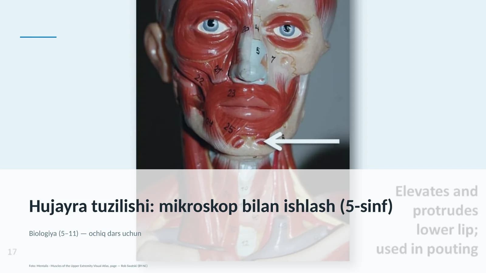 Hujayra tuzilishi: mikroskop bilan ishlash (5-sinf)