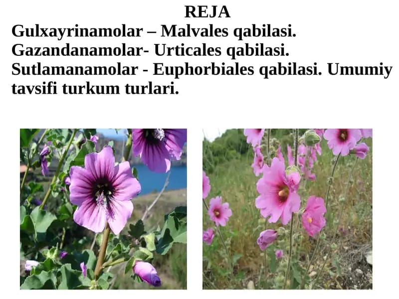 Gulxayrinamolar – Malvales