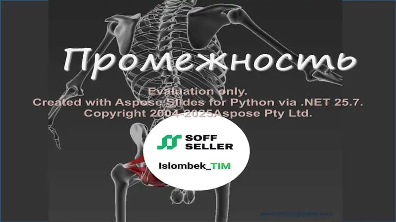 Промежность