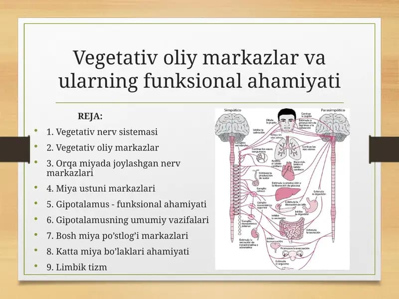 Vegetativ oliy markazlar va ularning funksional ahamiyati