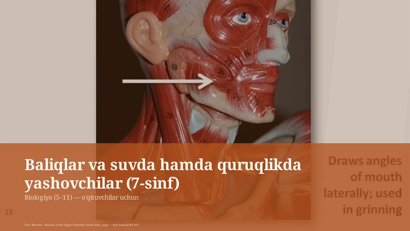 Baliqlar va suvda hamda quruqlikda yashovchilar (7-sinf)