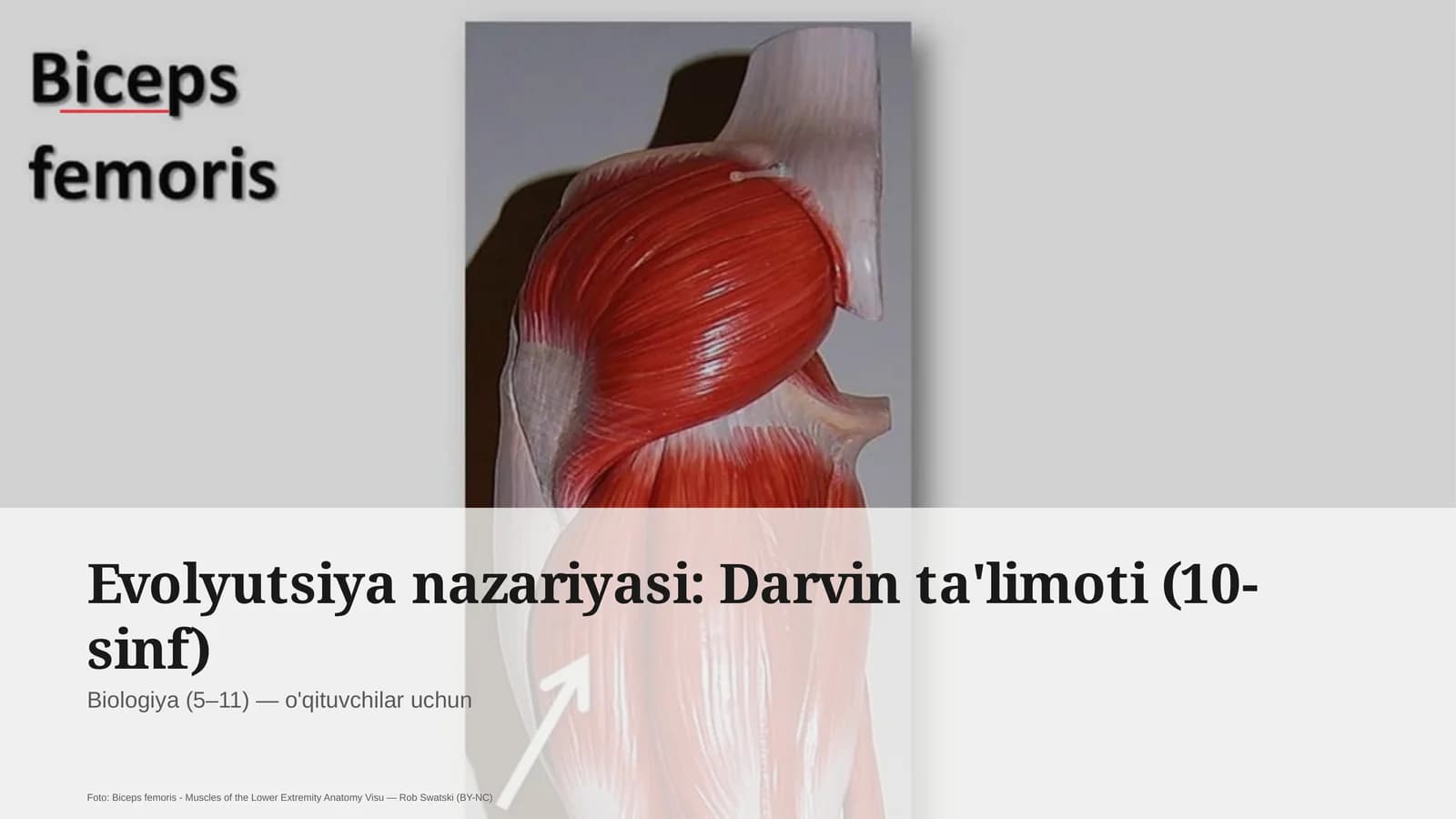 Evolyutsiya nazariyasi: Darvin ta'limoti (10-sinf)