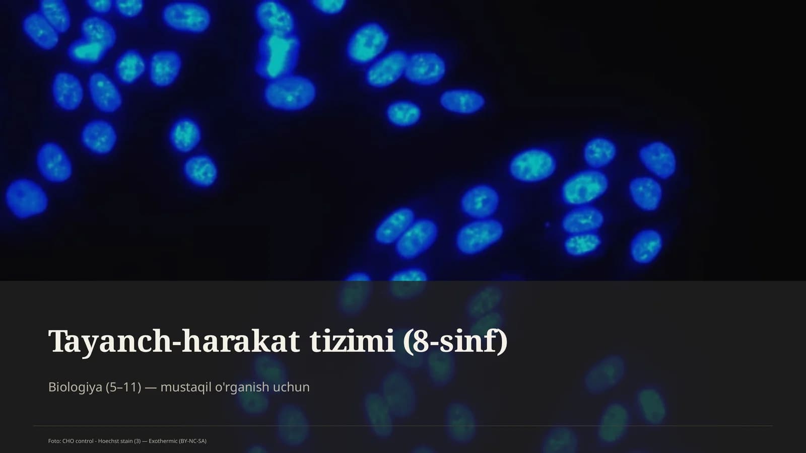 Tayanch-harakat tizimi (8-sinf)