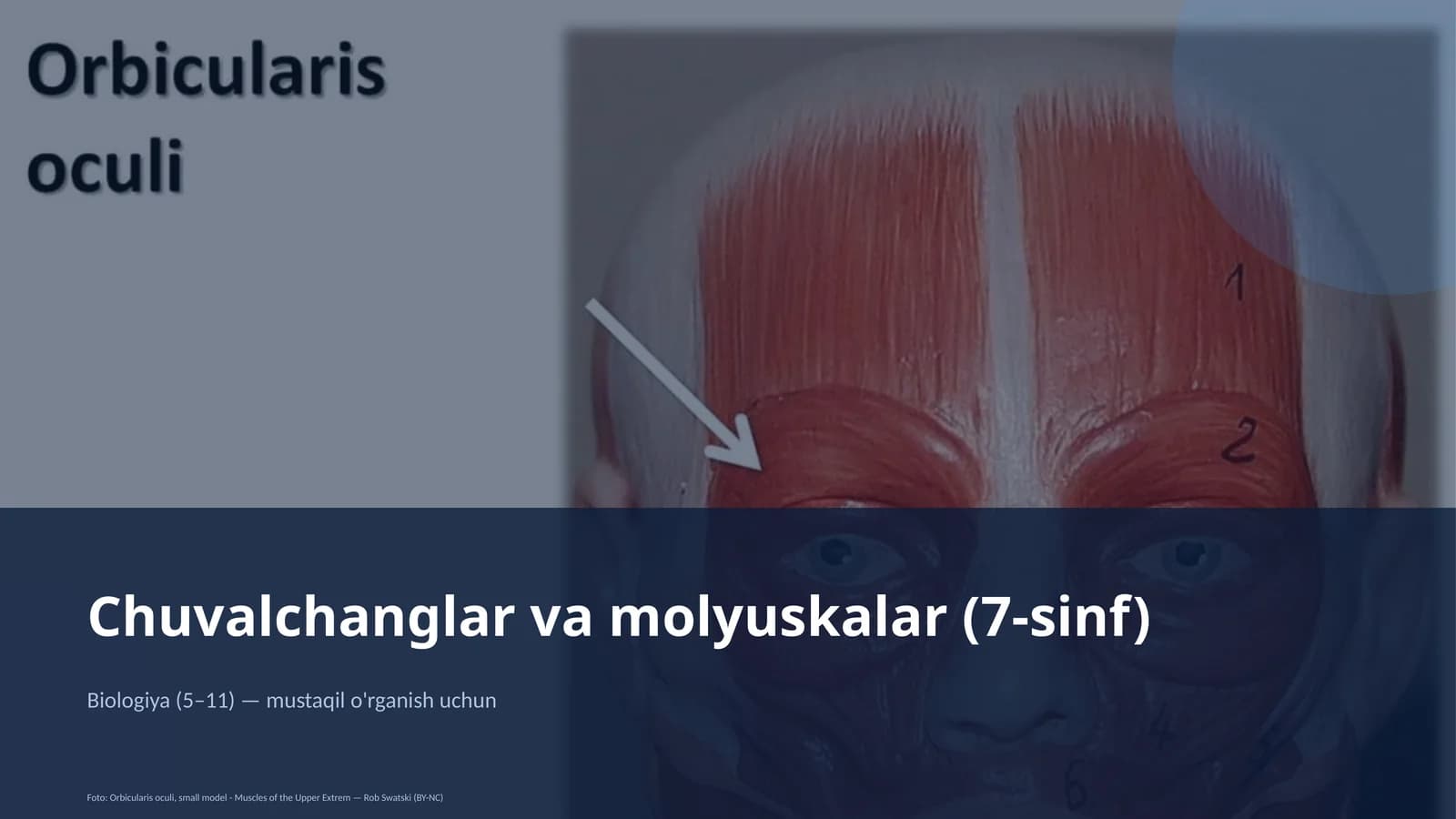 Chuvalchanglar va molyuskalar (7-sinf)