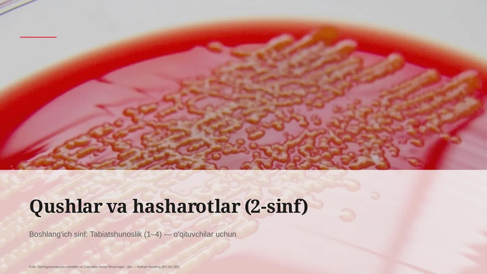 Qushlar va hasharotlar (2-sinf)