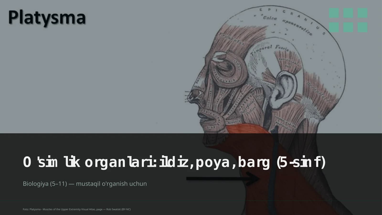 O'simlik organlari: ildiz, poya, barg (5-sinf)