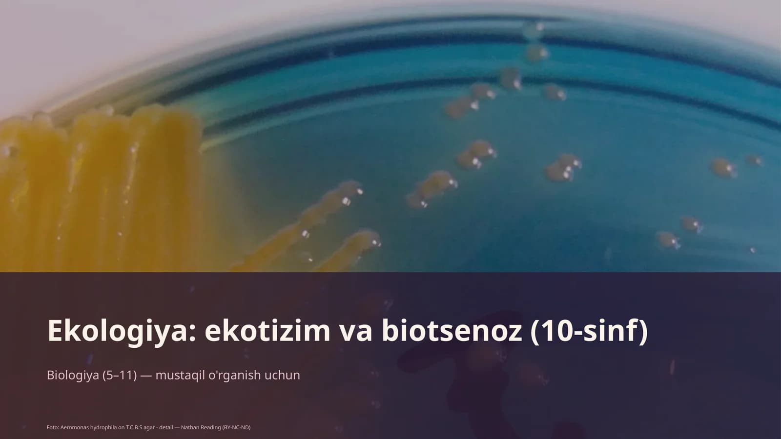 Ekologiya: ekotizim va biotsenoz (10-sinf)