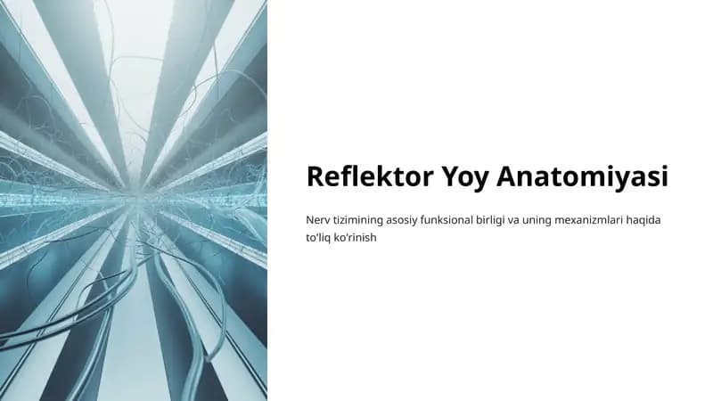 Reflektor Yoy Anatomiyasi