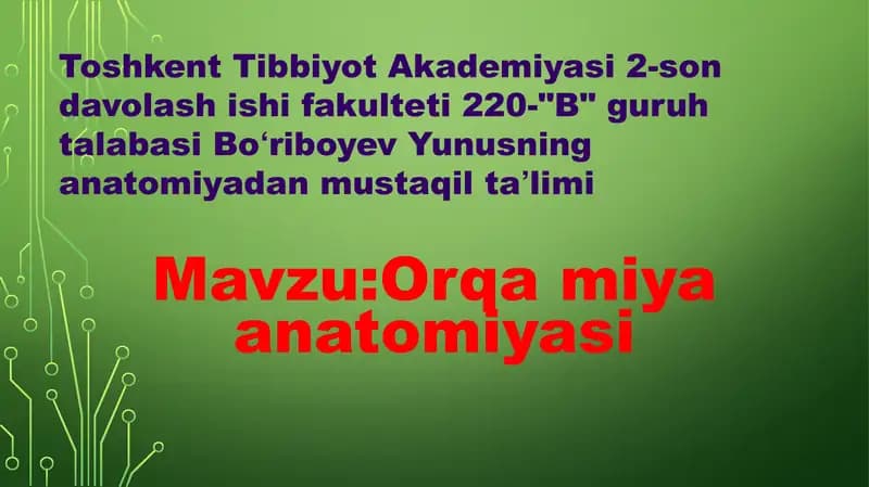 Orqa miya anatomiyasi