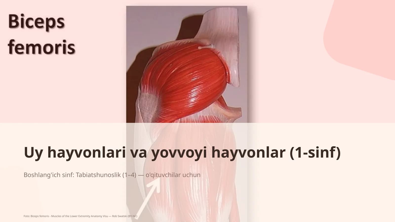 Uy hayvonlari va yovvoyi hayvonlar (1-sinf)
