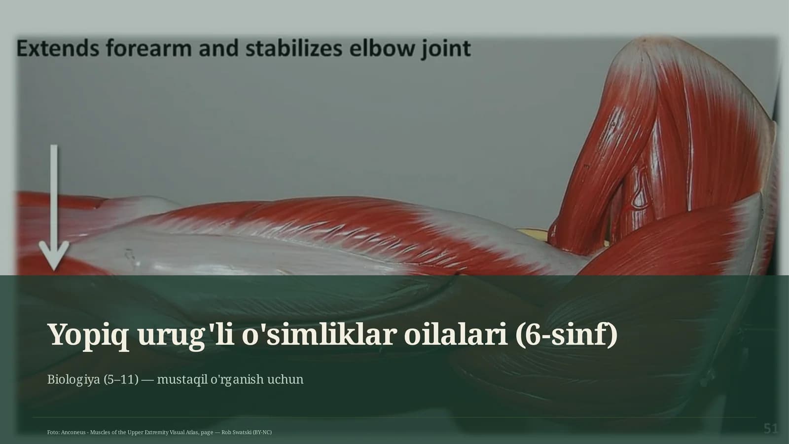 Yopiq urug'li o'simliklar oilalari (6-sinf)