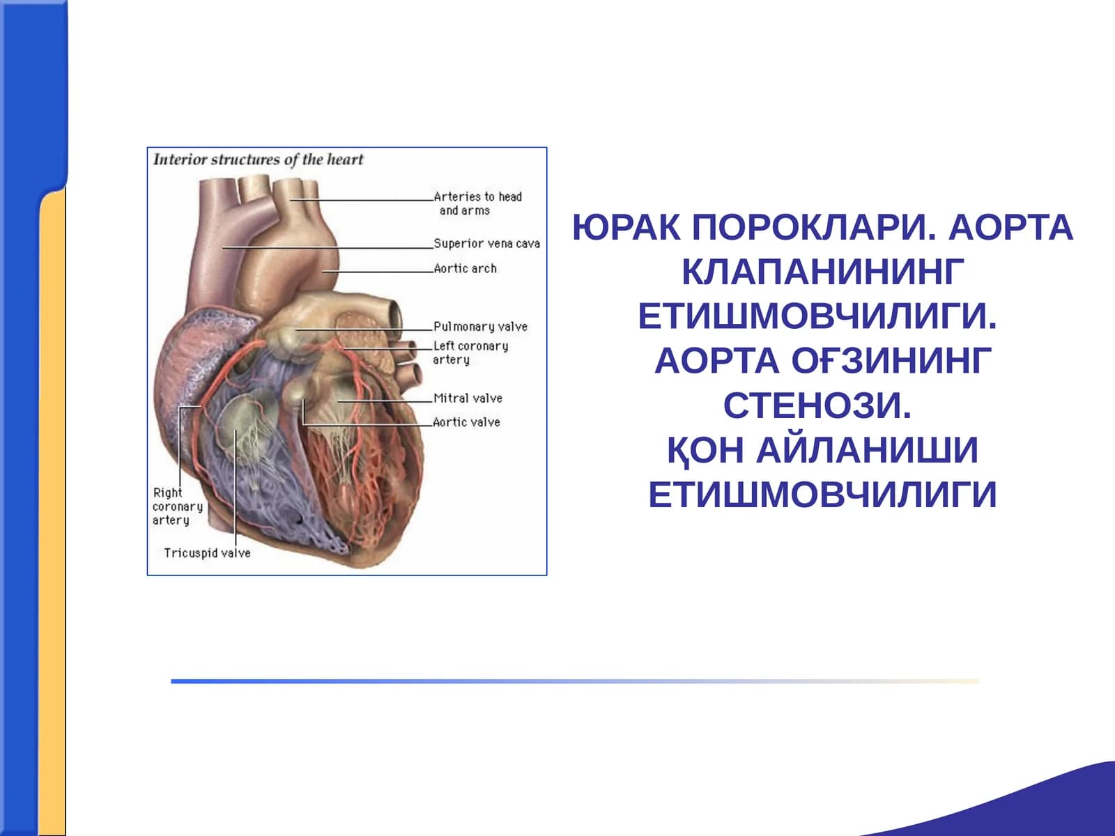 ЮРАК ПОРОКЛАРИ. АОРТА КЛАПАНИНИНГ ЕТИШМОВЧИЛИГИ.АОРТА ОҒЗИНИНГ СТЕНОЗИ.ҚОН АЙЛАНИШИ ЕТИШМОВЧИЛИГИ