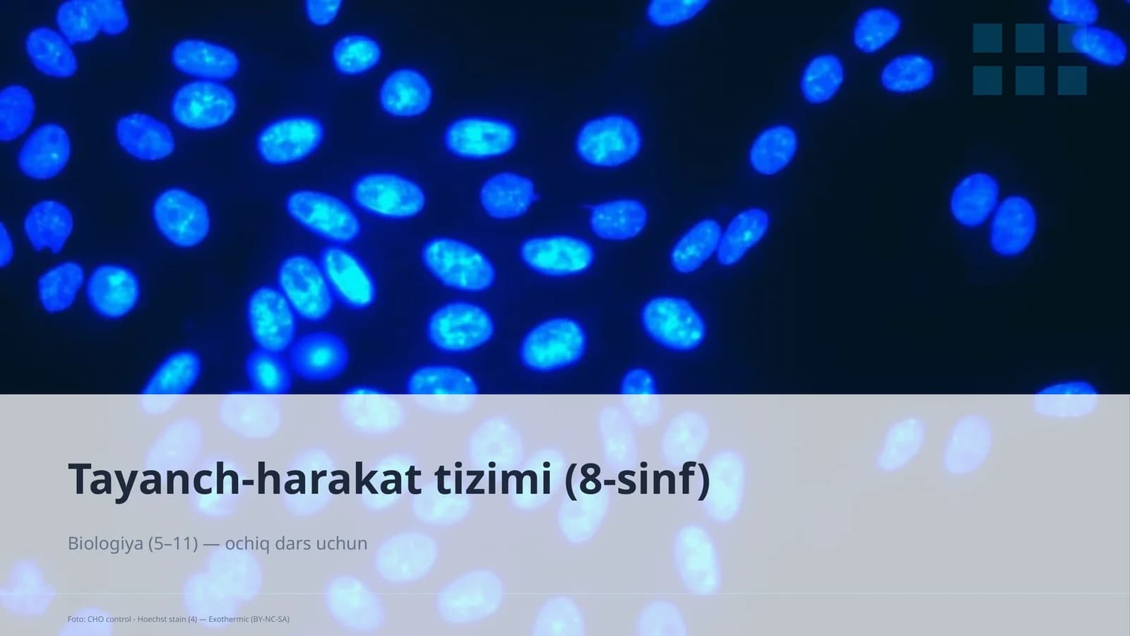 Tayanch-harakat tizimi (8-sinf)