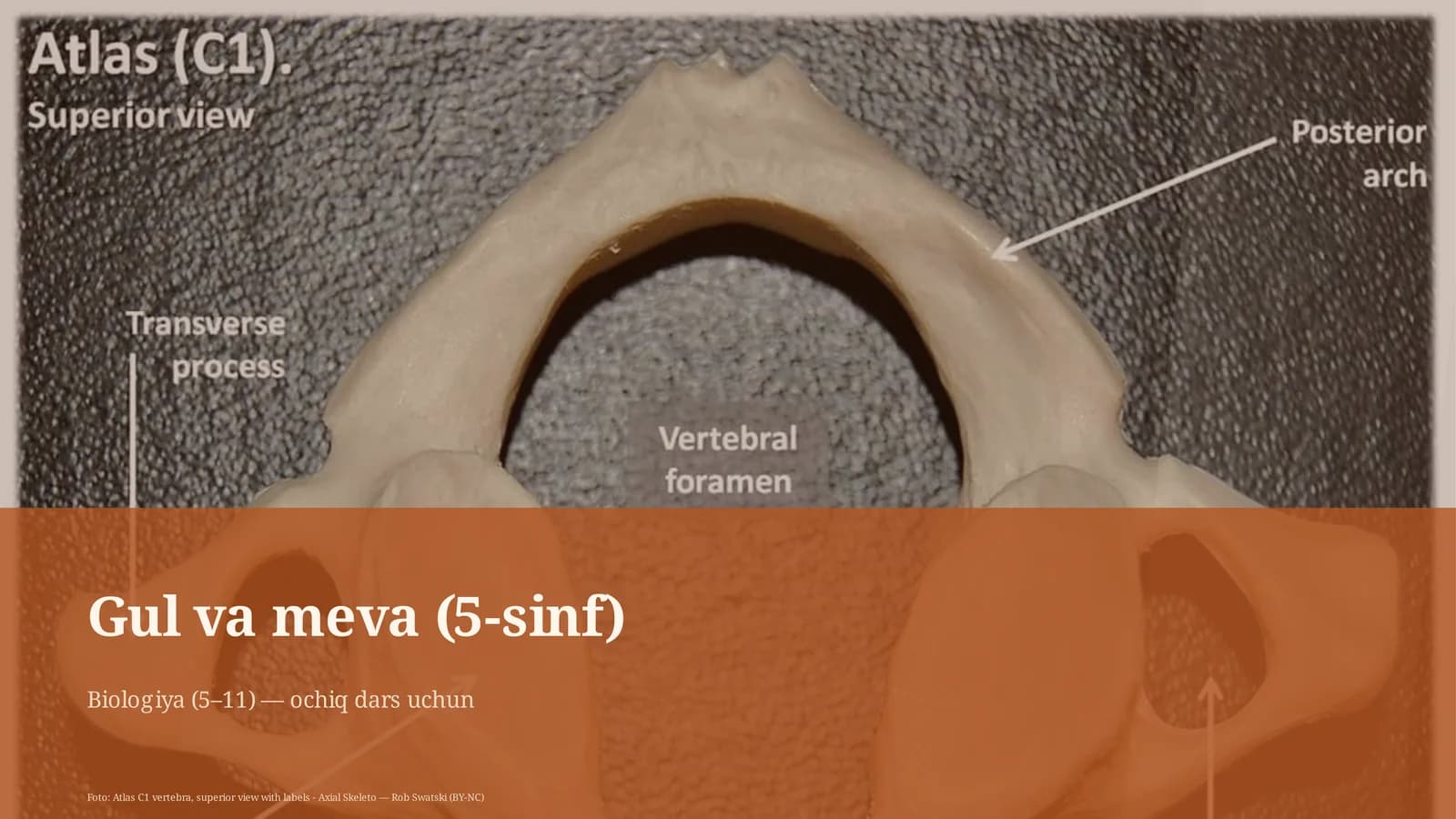 Gul va meva (5-sinf)