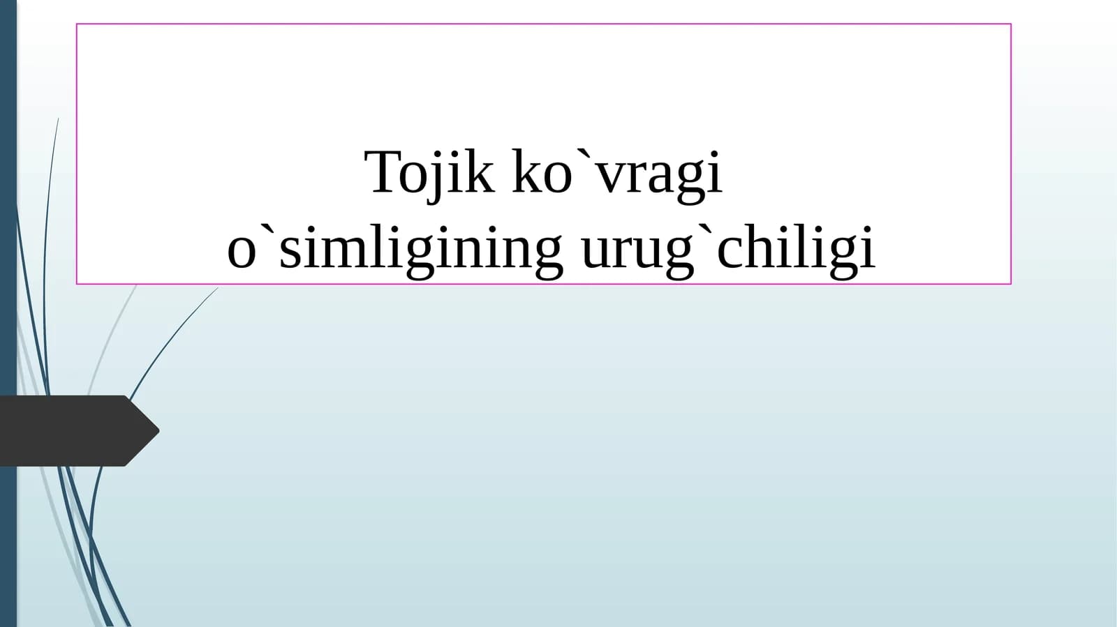 Tojik ko`vragi o'simligi
