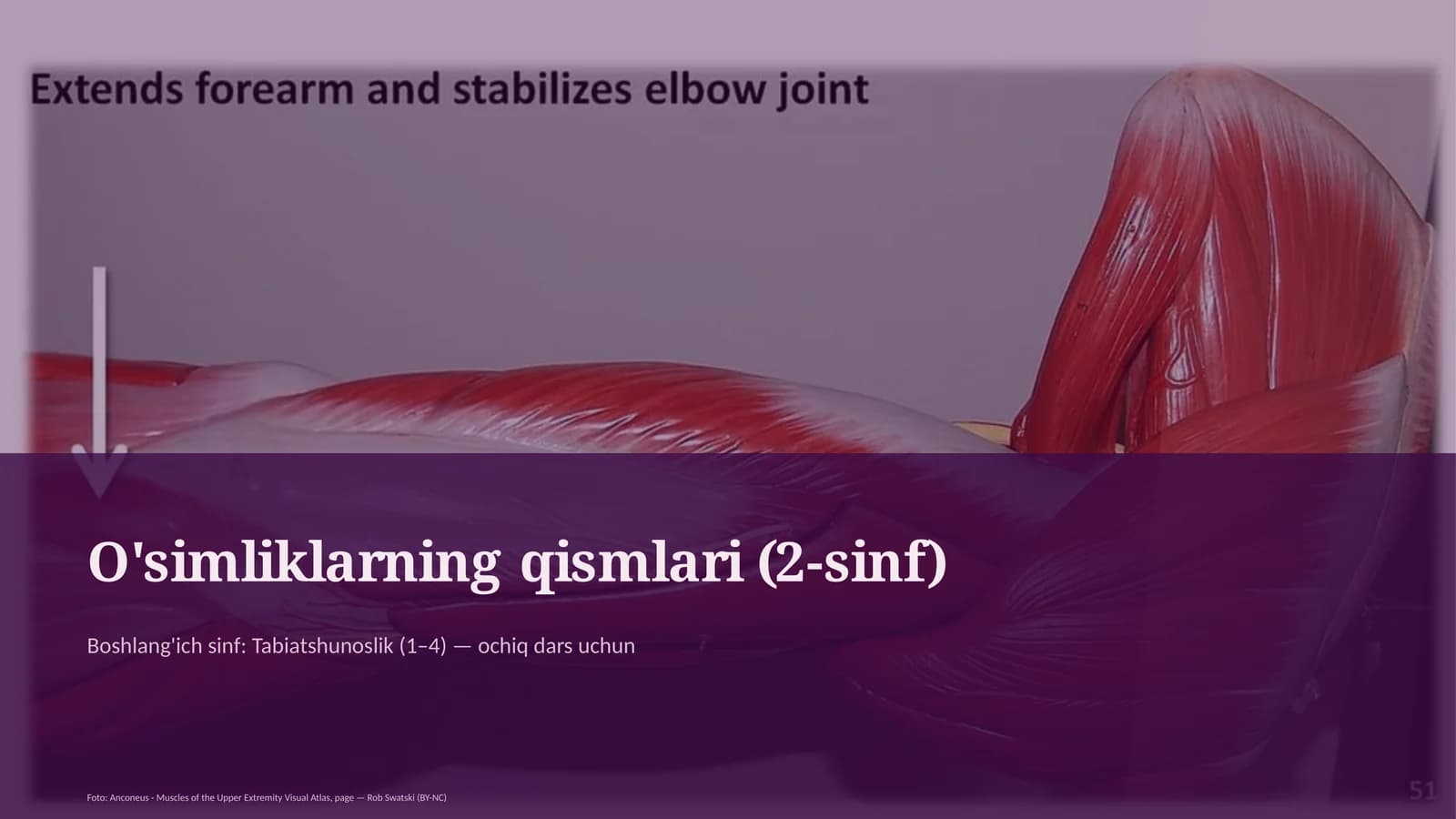 O'simliklarning qismlari (2-sinf)