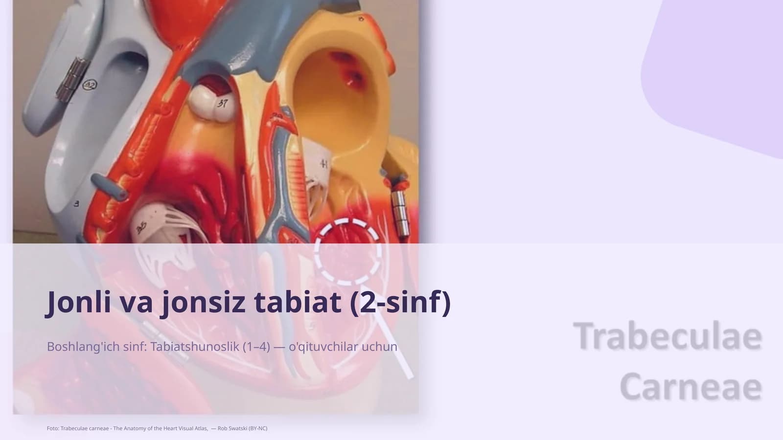 Jonli va jonsiz tabiat (2-sinf)