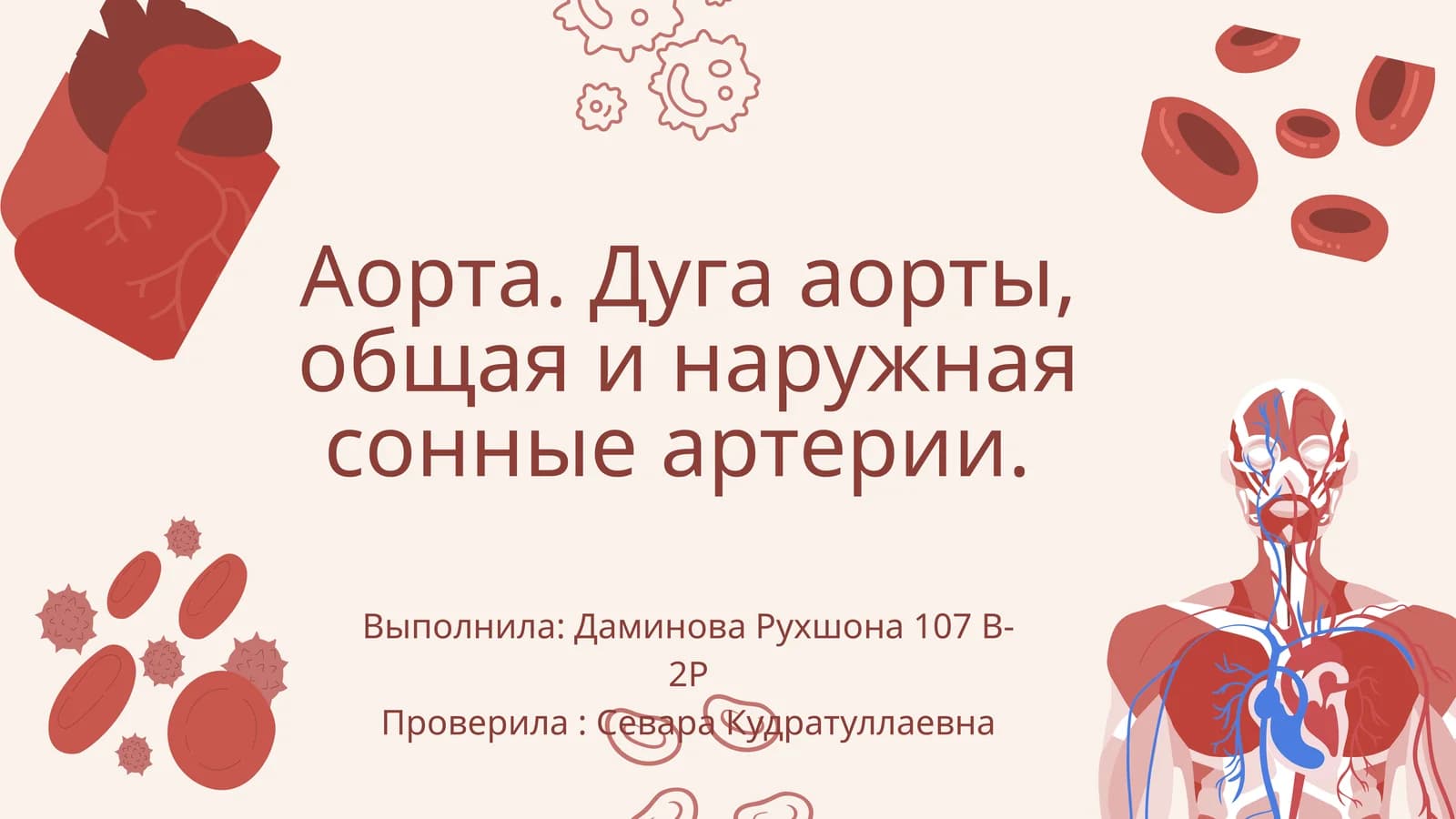 Аорта (aorta)