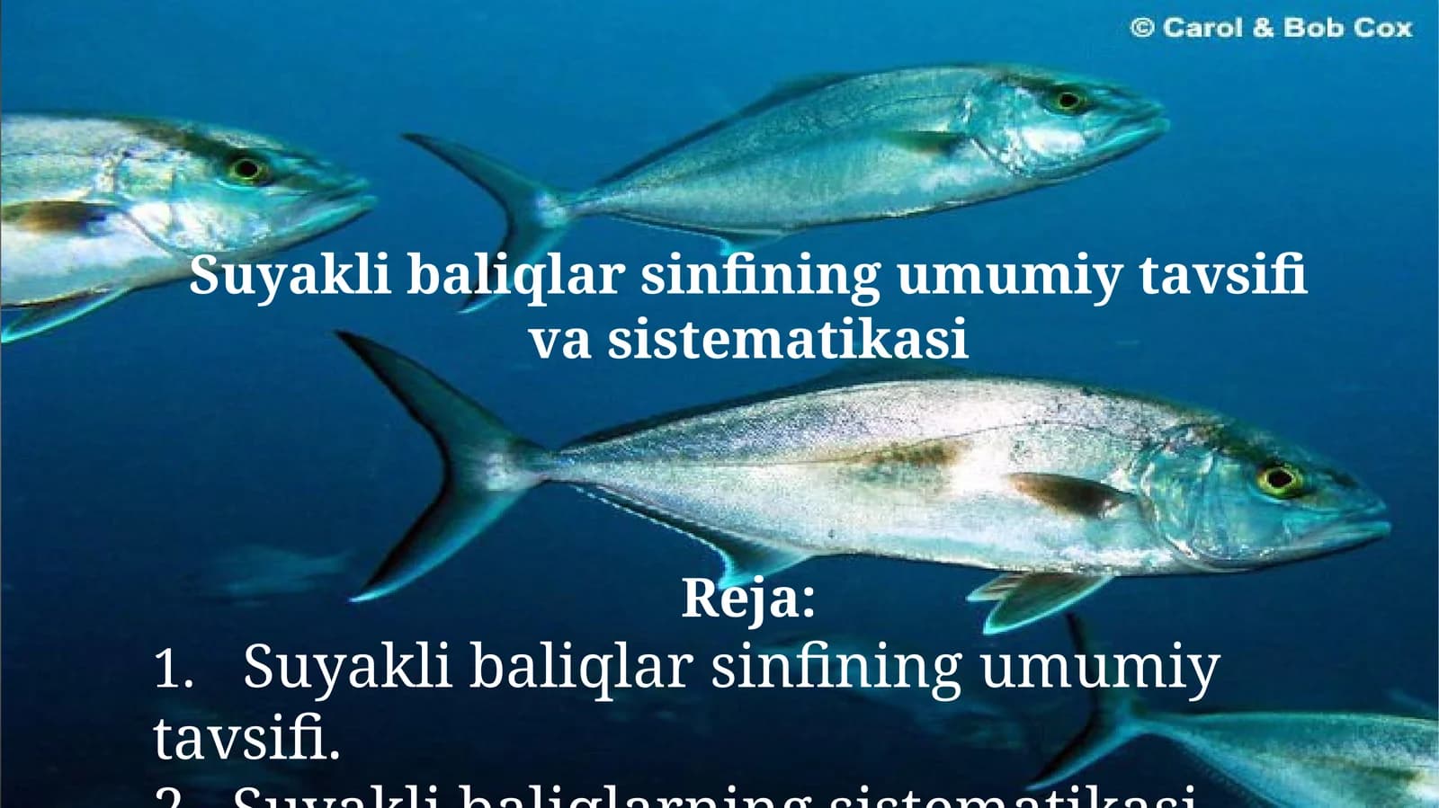 Suyaklibaliqlar sinfining umumiy tavsifi va sistemikasi