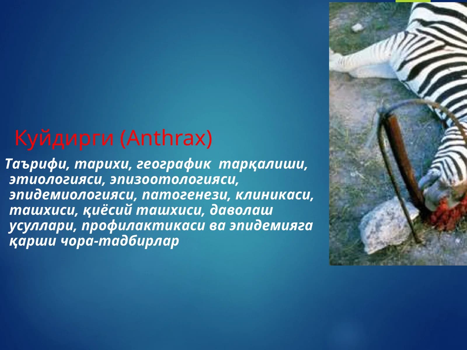 Куйдирги (Anthrax)