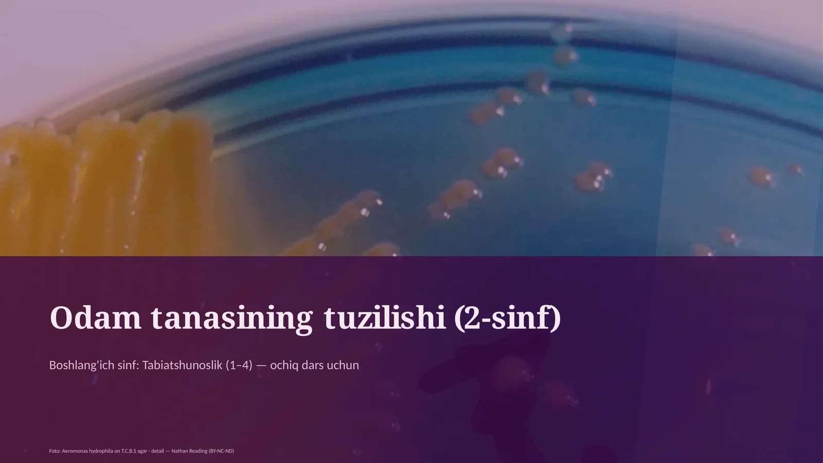 Odam tanasining tuzilishi (2-sinf)