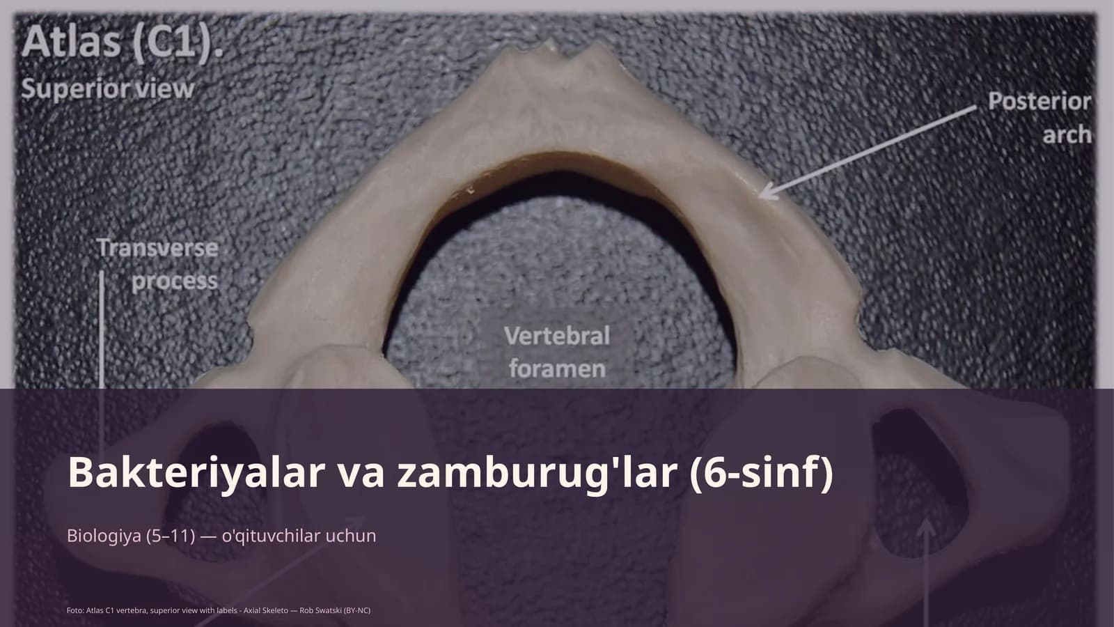 Bakteriyalar va zamburug'lar (6-sinf)