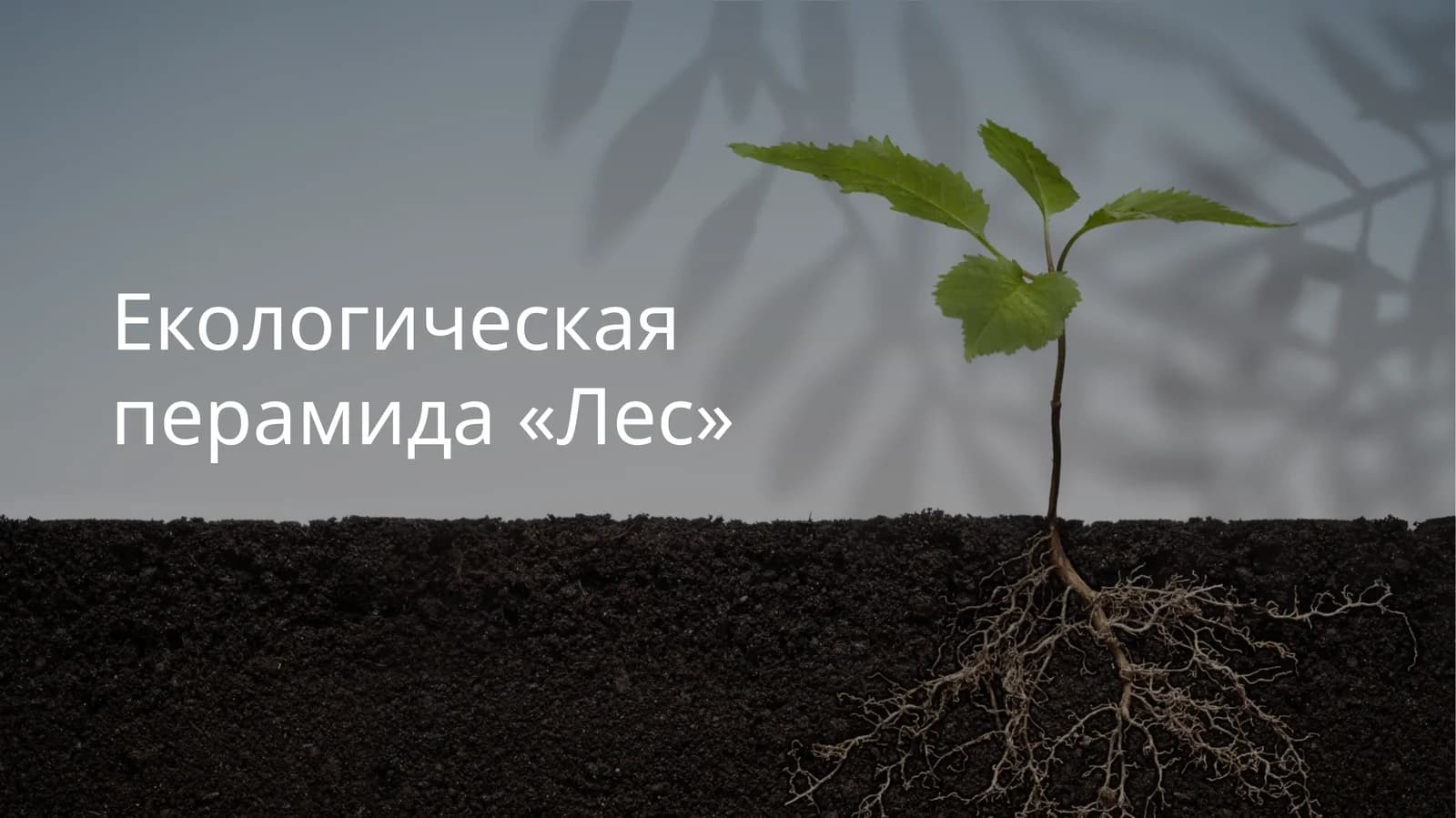 Екологическая перамида «Лес»