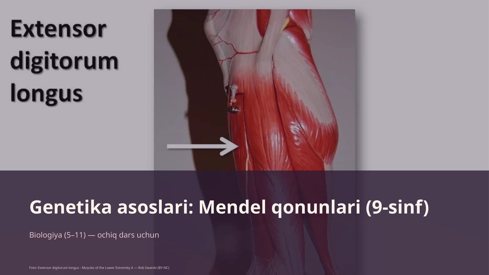 Genetika asoslari: Mendel qonunlari (9-sinf)