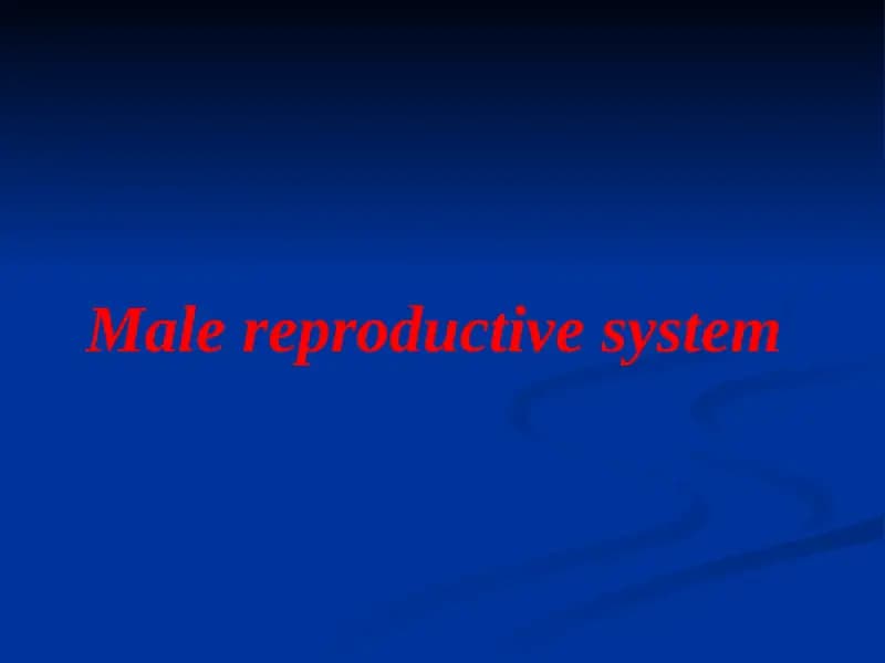 Male reproductive system