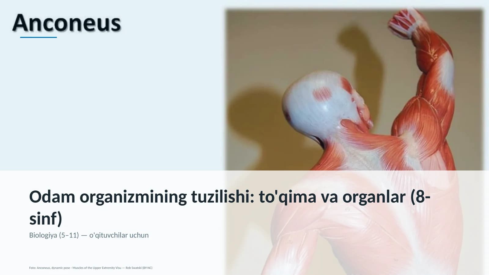 Odam organizmining tuzilishi: to'qima va organlar (8-sinf)
