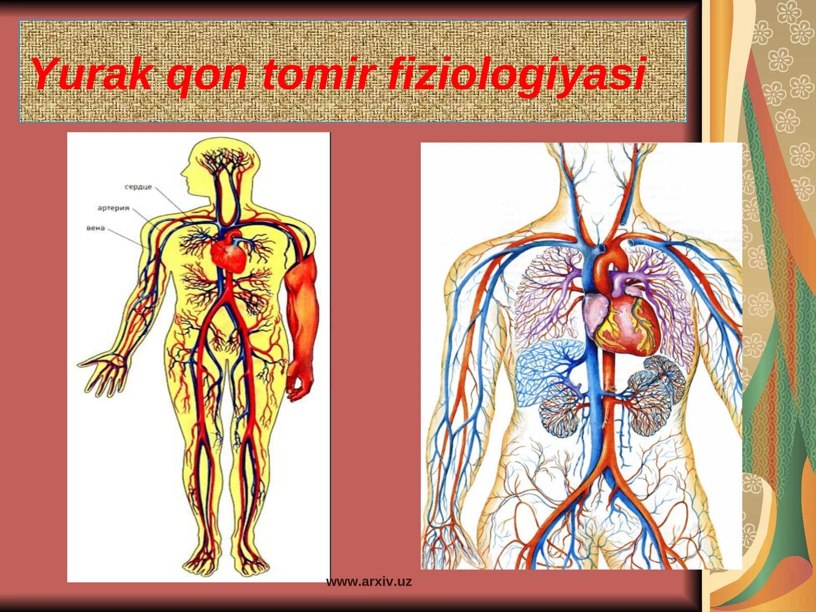 Yurak qon tomir fiziologiyasi