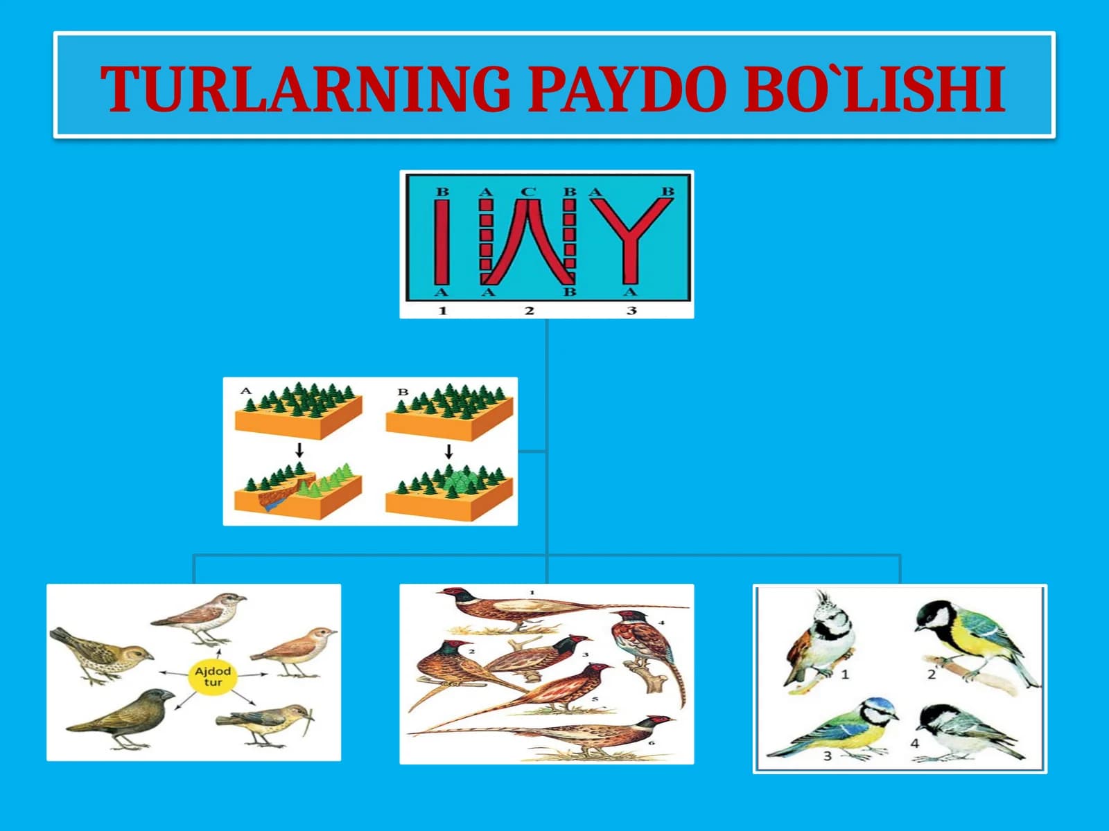 TURLARNING PAYDO BO‘LISHI