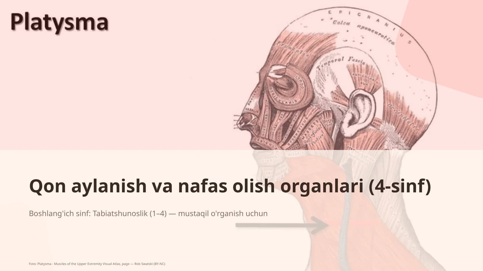 Qon aylanish va nafas olish organlari (4-sinf)