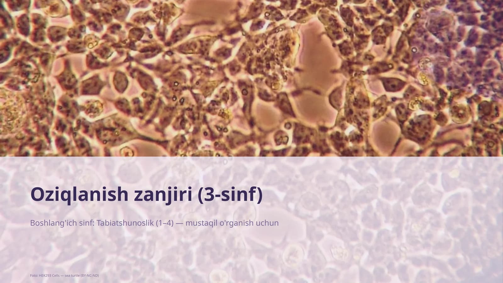 Oziqlanish zanjiri (3-sinf)