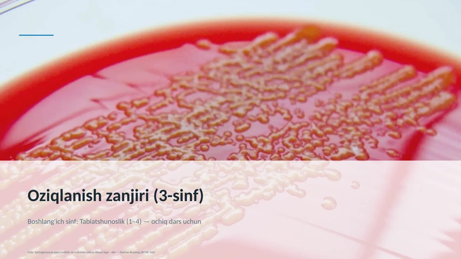 Oziqlanish zanjiri (3-sinf)