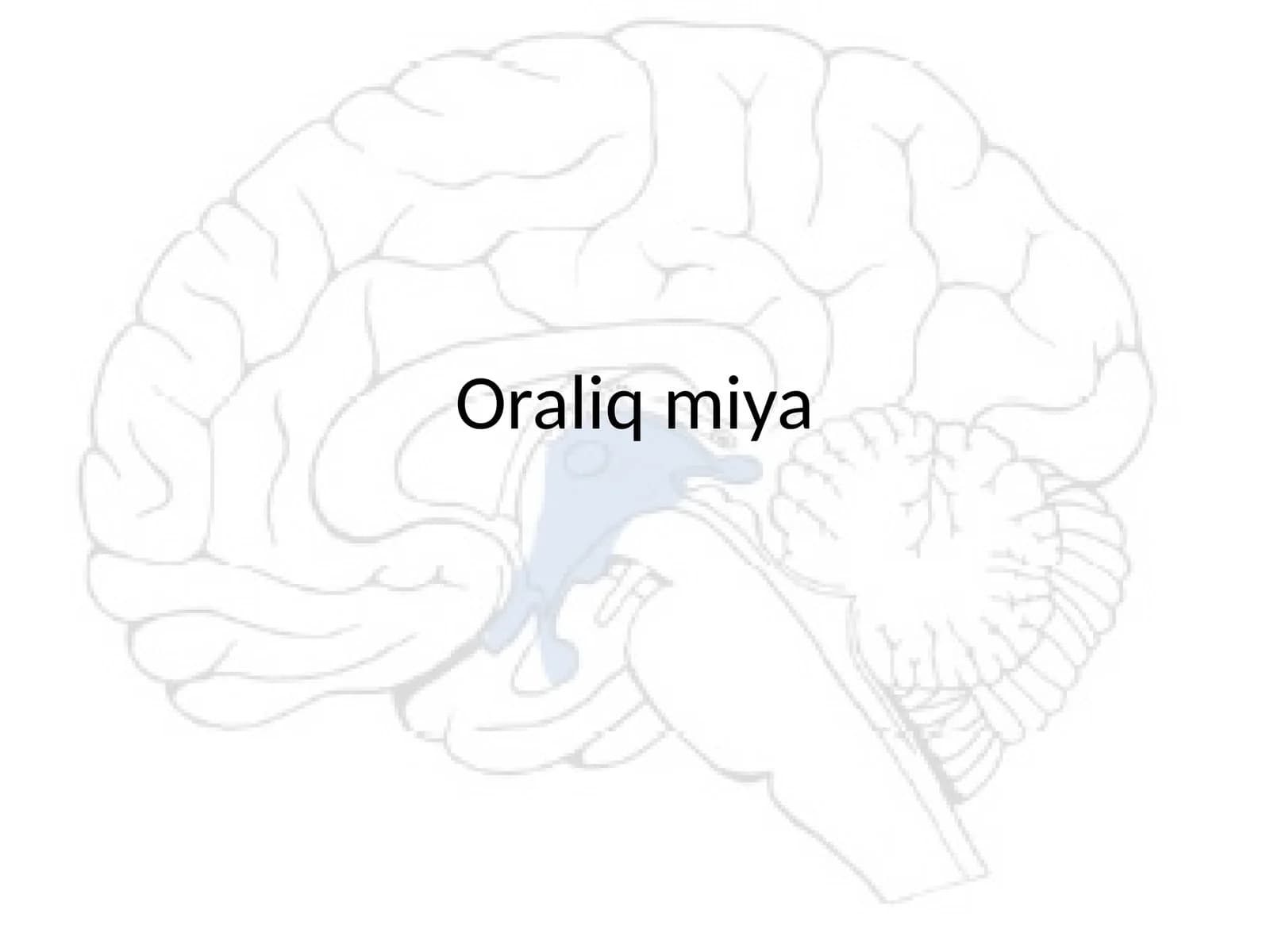 Oraliq miya anatomiyasi va vazifalari