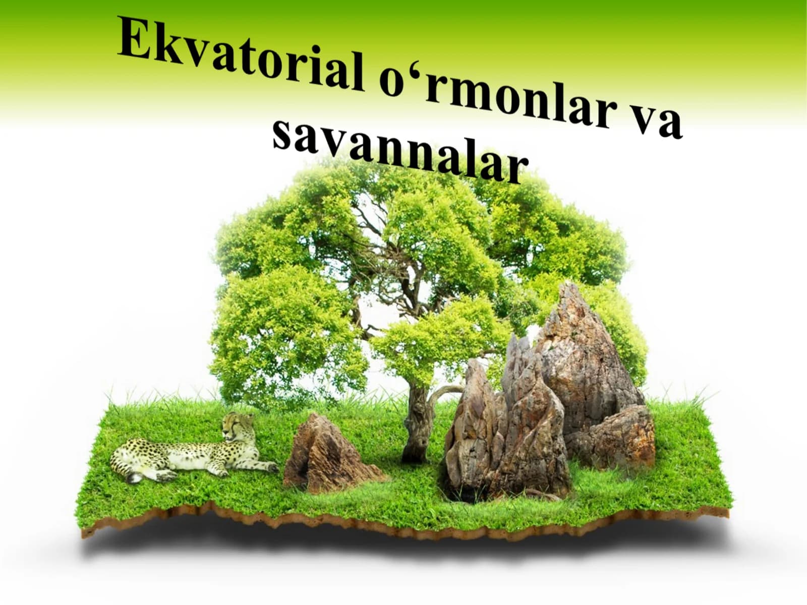 Ekvatorial o‘rmonlar va savannalar